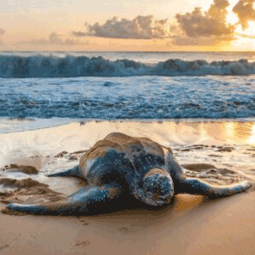 Tortue luth, espèce emblématique du littoral guyanais